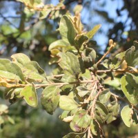 Taxillus tomentosus (B.Heyne ex Roth) Tiegh.